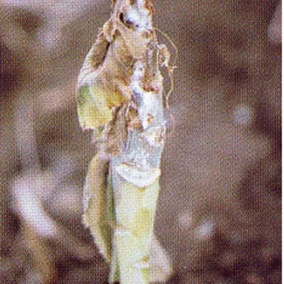 균핵병 사진