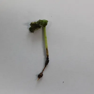 잘록병 사진