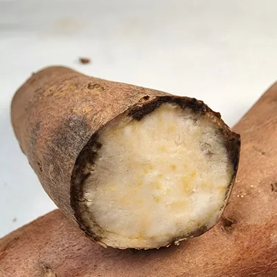 검은무늬병 사진